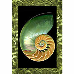 Chambered Nautilus Wall Picture 